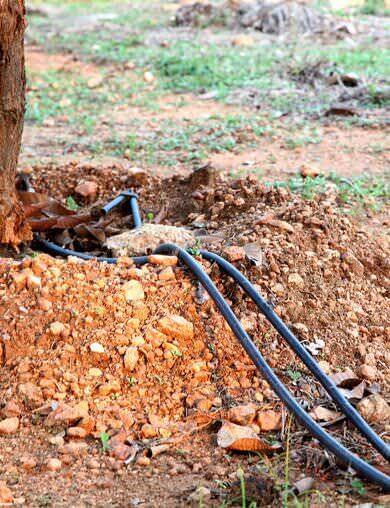 Drip irrigation lines have been taken to each of all the trees within the layout