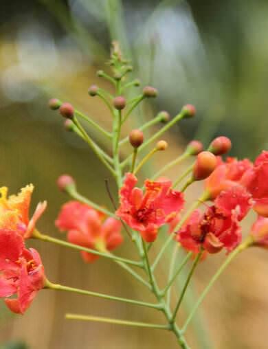 Caesalpinia hedges are planted all along the Main Avenue in 5 colours