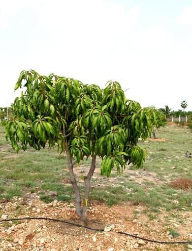 Mango trees, the king of Indian fruits have found a place in most plots.