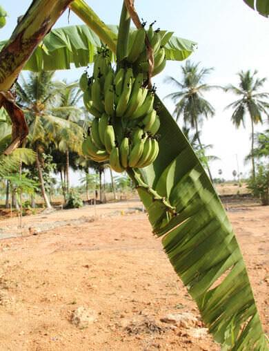 The banana tree serves well for a kitchen garden
