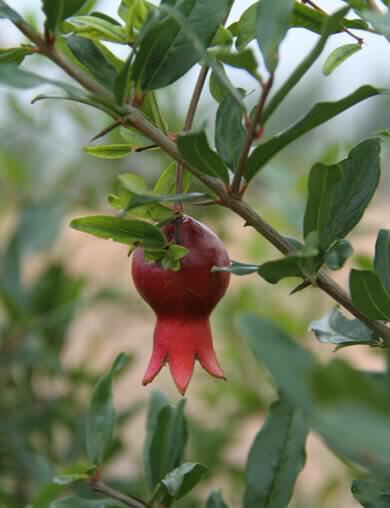 Pomegranate is one of the fruit trees chosen for the layout