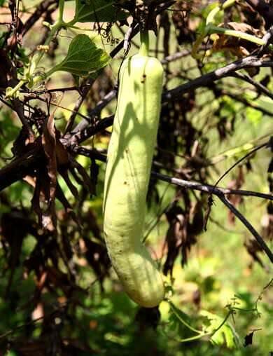 The bitter gourd, snake gourd grow very well in Palm Meadows