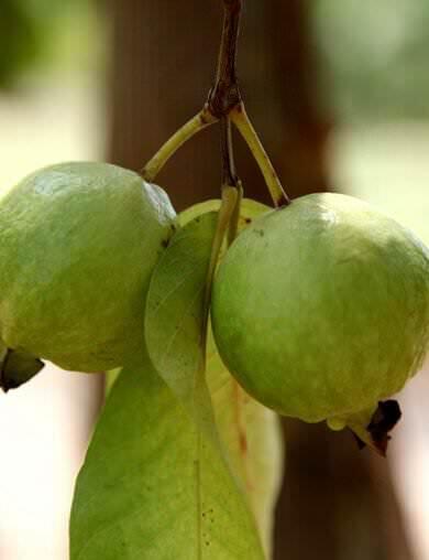 These amrut variety guavas are part of most plots