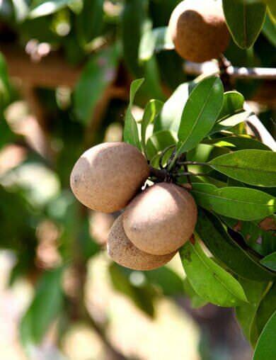 Tempt yourself with 2 crops of Sapota each year