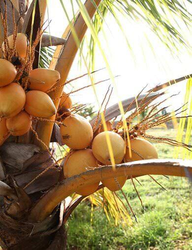 The Malaysian Orange Coconut are short, easy to pick trees