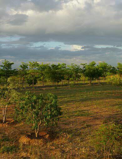 Fruit trees within a plot