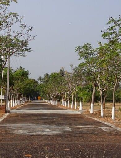 Gulmohar Avenue enjoys a tempting red colour umbrella through the summer. It forms a red canopy