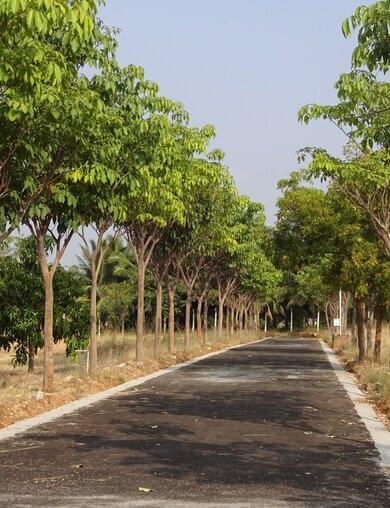 All the roads have been planned on a colour theme. This being the Tabebuia Avenue