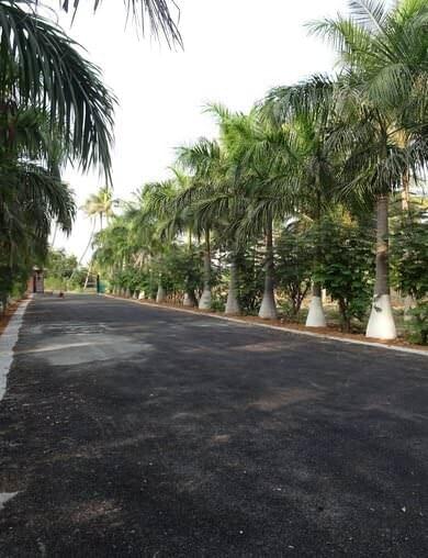 The main entrance is skirted by the Royal Palm trees