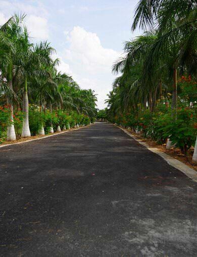 A grand 40 feet wide road welcomes you to Palm Meadows
